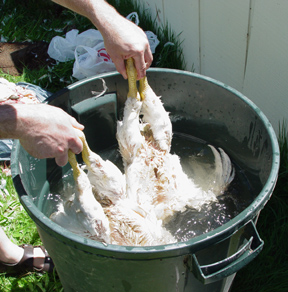 Hot water dip for chickens