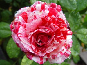 A morning rain-soaked rose at Blondie's Blooms